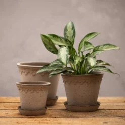 Scalloped Tapered Plant Pot With Saucer - Grey Terracotta -Plant Verdant Sales pr2000049049 card3 lg