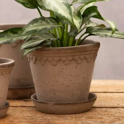 Scalloped Tapered Plant Pot With Saucer - Grey Terracotta -Plant Verdant Sales pr2000049049 card4 lg