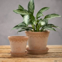Scalloped Tapered Plant Pot With Saucer - Terracotta -Plant Verdant Sales pr2000049052 card3 lg