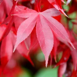 Acer Palmatum 'Bloodgood' -Plant Verdant Sales tr0000000081 card3 lg