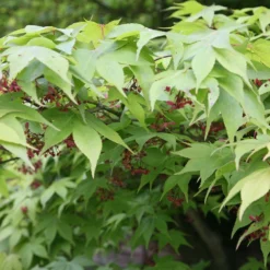 Acer Palmatum 'Osakazuki' 6 Acer Palmatum 'Osakazuki' -Plant Verdant Sales tr0000000109 card3 lg