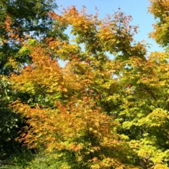 Acer Palmatum 'Sango-kaku' 10 Acer Palmatum 'Sango-kaku' -Plant Verdant Sales tr0000000110 card4 lg
