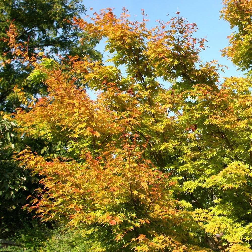 Acer Palmatum 'Sango-kaku' 4 Acer Palmatum 'Sango-kaku' - Image 4