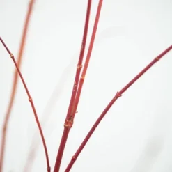 Acer Palmatum 'Sango-kaku' 13 Acer Palmatum 'Sango-kaku' -Plant Verdant Sales tr0000000110 card7 lg