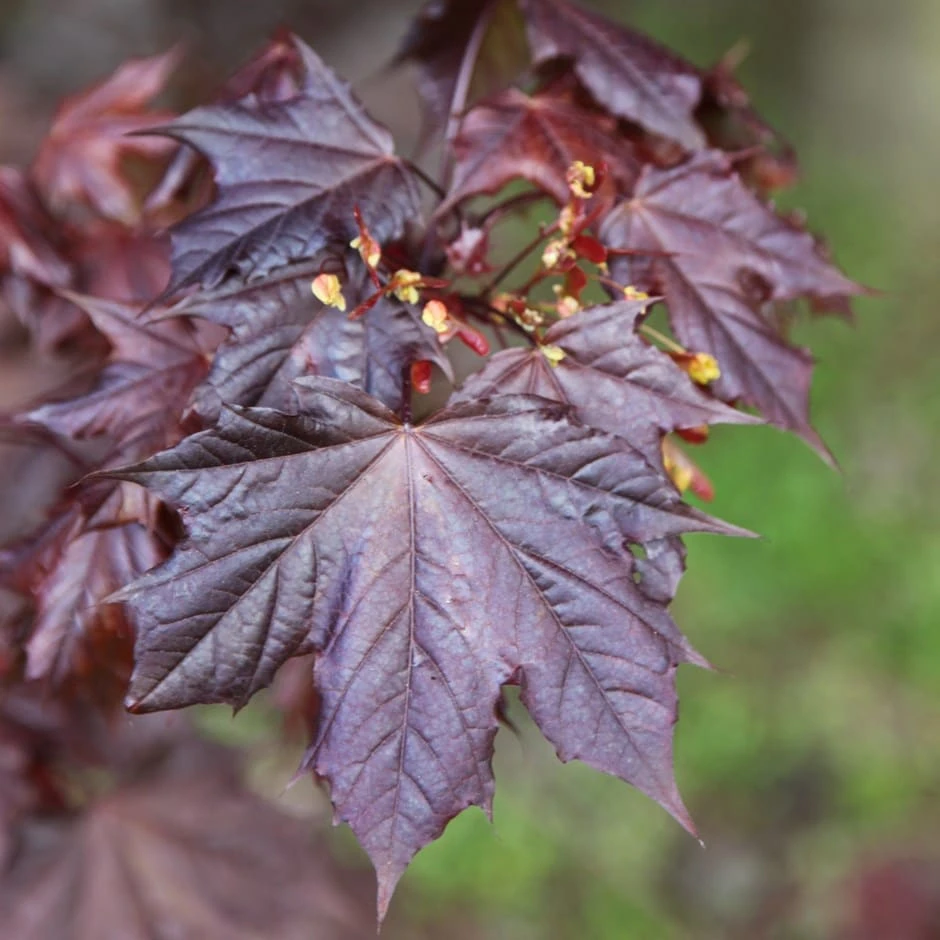 Acer Platanoides 'Crimson King' 1 Acer Platanoides 'Crimson King'