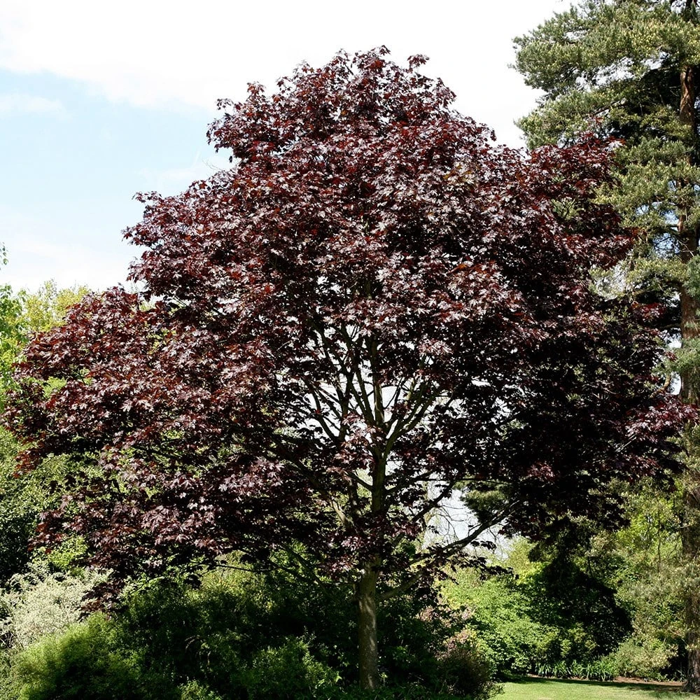 Acer Platanoides 'Crimson King' 2 Acer Platanoides 'Crimson King' - Image 2