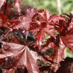 Acer Platanoides 'Crimson King' 6 Acer Platanoides 'Crimson King' -Plant Verdant Sales tr0000000124 card3 lg