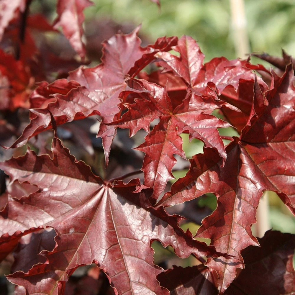 Acer Platanoides 'Crimson King' 3 Acer Platanoides 'Crimson King' - Image 3