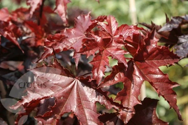 Acer Platanoides 'Crimson King' 4 Acer Platanoides 'Crimson King' - Image 4