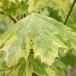 Acer Platanoides 'Drummondii' -Plant Verdant Sales tr0000000127 card3 lg