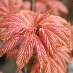 Acer Pseudoplatanus 'Brilliantissimum' -Plant Verdant Sales tr0000000138 card3 lg