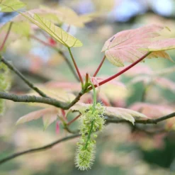 Acer Pseudoplatanus 'Brilliantissimum' -Plant Verdant Sales tr0000000138 card4 lg