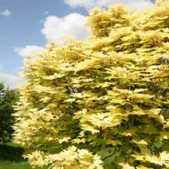 Acer Pseudoplatanus 'Brilliantissimum' -Plant Verdant Sales tr0000000138 card5 lg