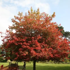 Acer Cappadocicum Rubrum