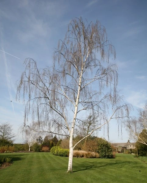 Betula Pendula 2 Betula Pendula - Image 2