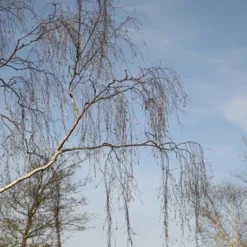 Betula Pendula 5 Betula Pendula -Plant Verdant Sales tr0000000352 card3 lg