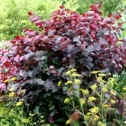 Cercis Canadensis 'Forest Pansy'