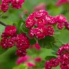 Crataegus Laevigata 'Paul's Scarlet'