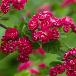 Crataegus Laevigata 'Paul's Scarlet'