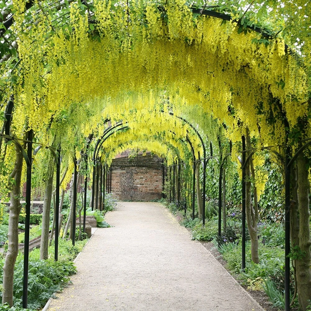 Laburnum × Watereri 'Vossii' 2 Laburnum × Watereri 'Vossii' - Image 2