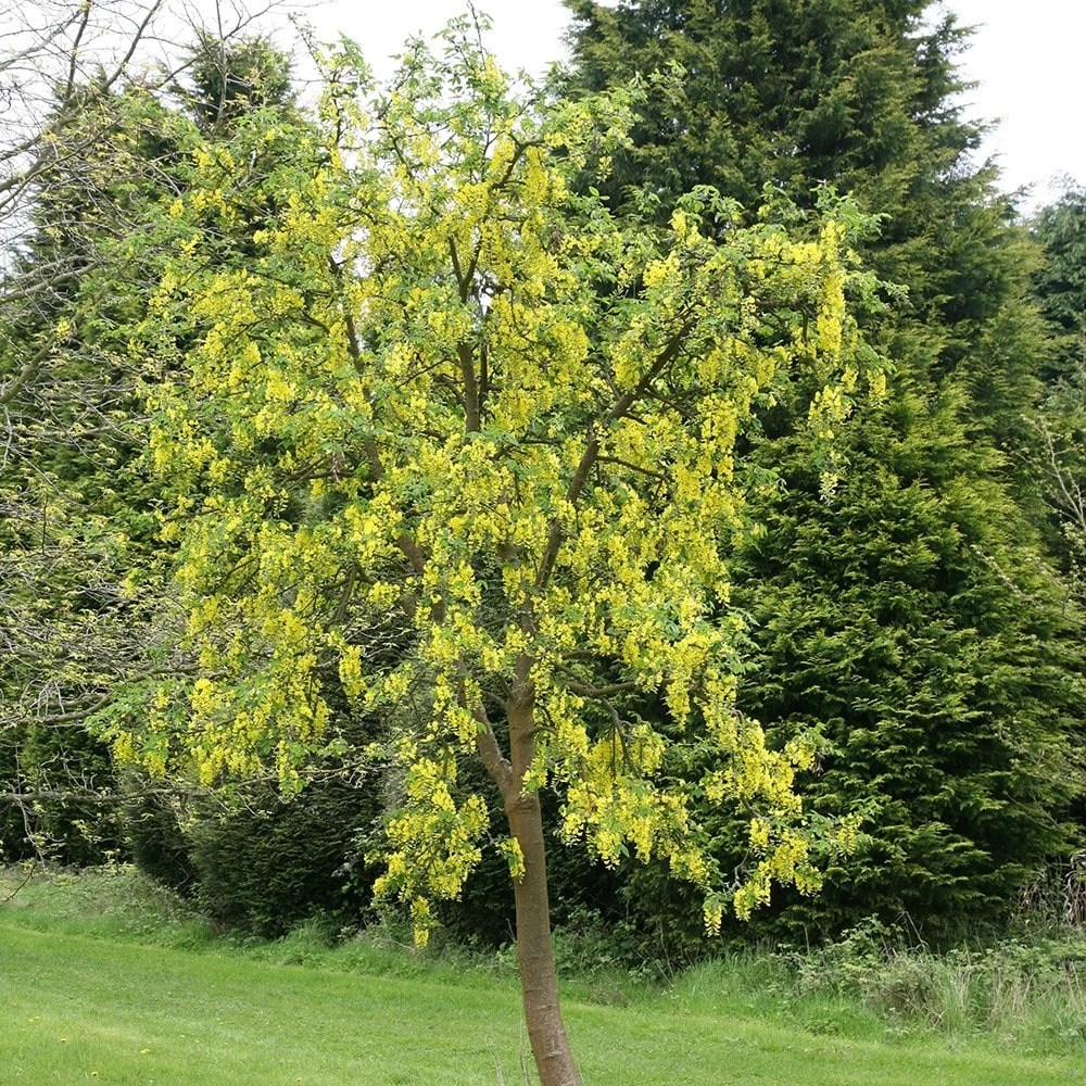Laburnum × Watereri 'Vossii' 3 Laburnum × Watereri 'Vossii' - Image 3