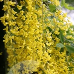 Laburnum × Watereri 'Vossii' 7 Laburnum × Watereri 'Vossii' -Plant Verdant Sales tr0000004043 card4 lg
