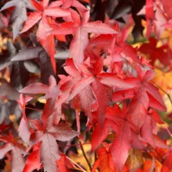 Liquidambar Styraciflua 'Worplesdon' -Plant Verdant Sales tr0000004100 card3 lg