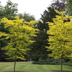 Gleditsia Triacanthos F. Inermis 'Sunburst' -Plant Verdant Sales tr0000004573 card3 lg