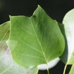 Liriodendron Tulipifera 10 Liriodendron Tulipifera -Plant Verdant Sales tr0000004577 card4 lg