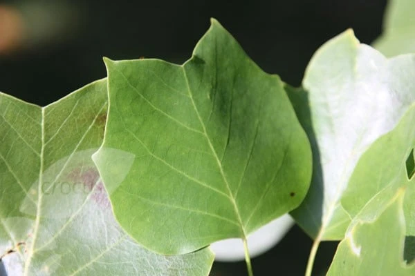 Liriodendron Tulipifera 4 Liriodendron Tulipifera - Image 4
