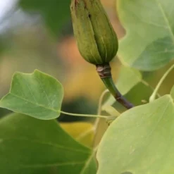 Liriodendron Tulipifera 11 Liriodendron Tulipifera -Plant Verdant Sales tr0000004577 card5 lg