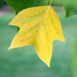 Liriodendron Tulipifera 12 Liriodendron Tulipifera -Plant Verdant Sales tr0000004577 card6 lg