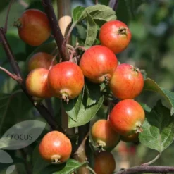 Malus 'Evereste' 6 Malus 'Evereste' -Plant Verdant Sales tr0000004583 card3 lg