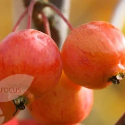 Malus 'Evereste' 7 Malus 'Evereste' -Plant Verdant Sales tr0000004583 card4 lg