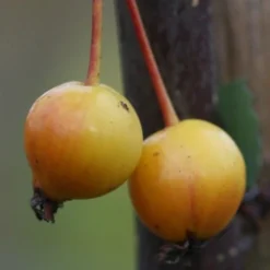 Malus × Floribunda 5 Malus × Floribunda -Plant Verdant Sales tr0000004584 card3 lg