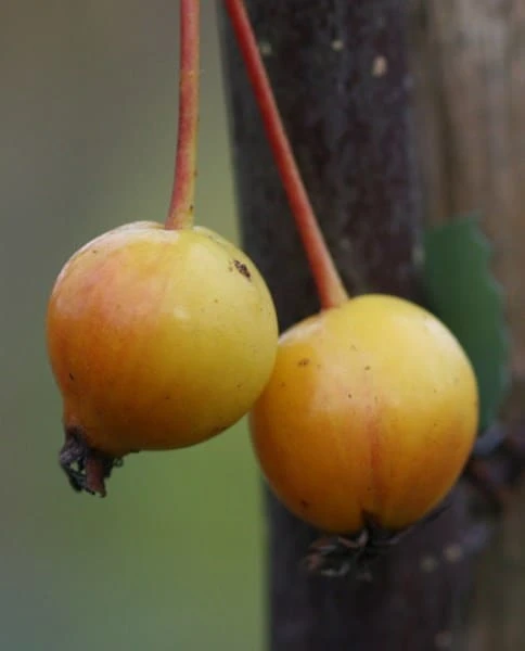Malus × Floribunda 3 Malus × Floribunda - Image 3