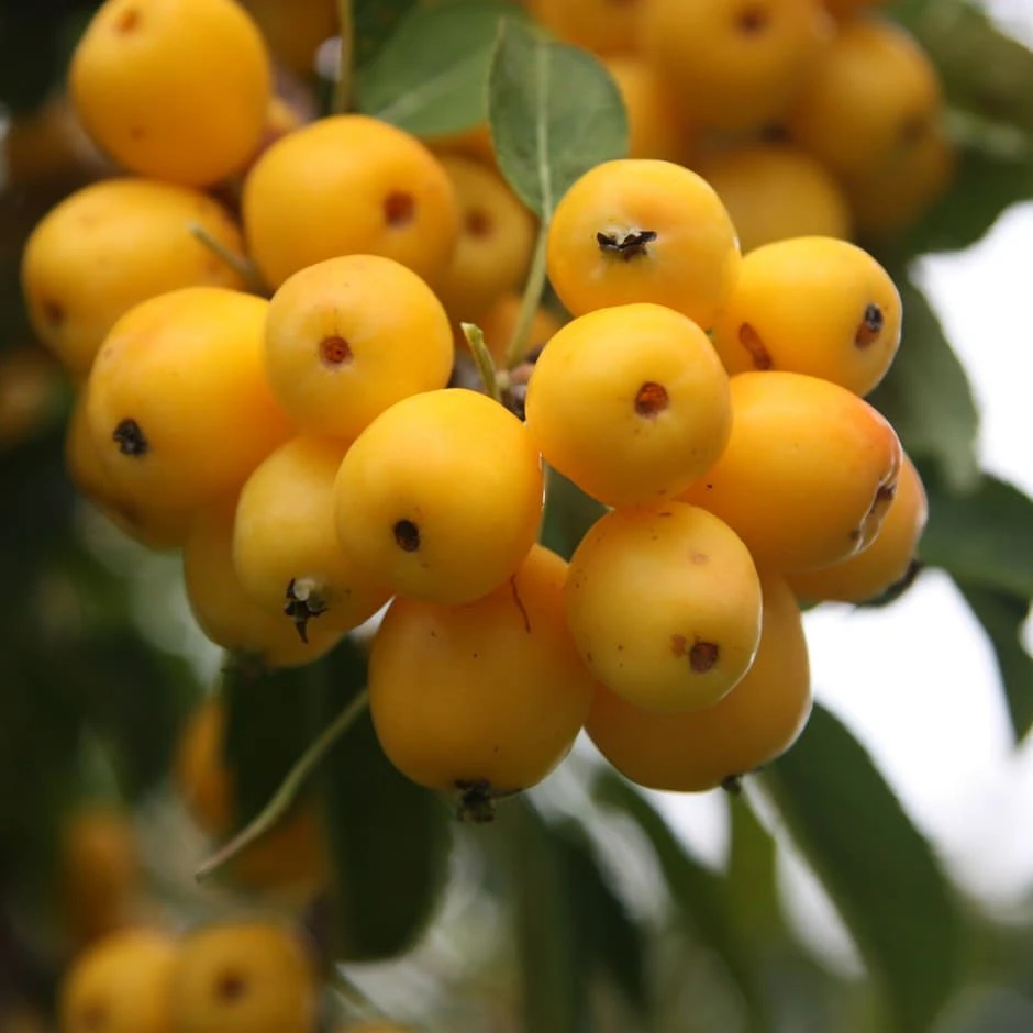 Malus × Zumi 'Golden Hornet' 1 Malus × Zumi 'Golden Hornet'