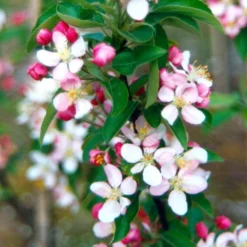 Malus × Zumi 'Golden Hornet' 5 Malus × Zumi 'Golden Hornet' -Plant Verdant Sales tr0000004585 card3 lg