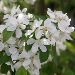 Malus 'John Downie' -Plant Verdant Sales tr0000004588 card3 lg