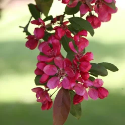 Malus × Moerlandsii 'Profusion Improved' -Plant Verdant Sales tr0000004592 card3 lg