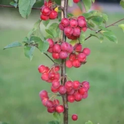 Malus × Robusta 'Red Sentinel' 7 Malus × Robusta 'Red Sentinel' -Plant Verdant Sales tr0000004594 card4 lg