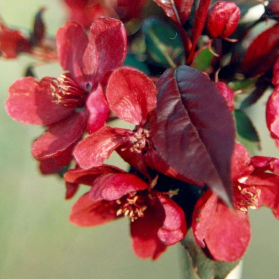 Malus 'Royalty' 1 Malus 'Royalty'