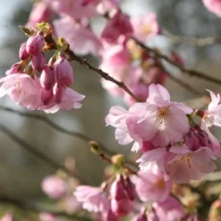 Prunus 'Accolade' -Plant Verdant Sales tr0000004619 card4 lg