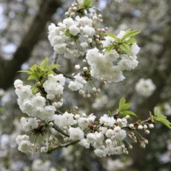 Prunus Avium 'Plena' -Plant Verdant Sales tr0000004622 card3 lg