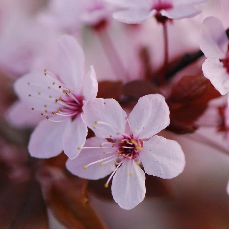 Prunus Cerasifera 'Nigra' 1 Prunus Cerasifera 'Nigra'