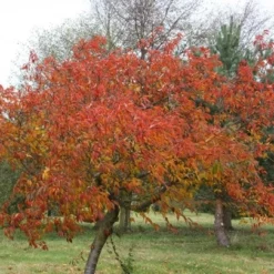 Prunus × Incam 'Okamé' -Plant Verdant Sales tr0000004630 card4 lg