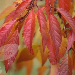 Prunus × Incam 'Okamé' -Plant Verdant Sales tr0000004630 card5 lg