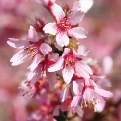 Prunus × Incam 'Okamé' -Plant Verdant Sales tr0000004630 card6 lg