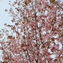 Prunus Sargentii 6 Prunus Sargentii -Plant Verdant Sales tr0000004638 card4 lg