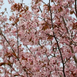 Prunus Sargentii 7 Prunus Sargentii -Plant Verdant Sales tr0000004638 card5 lg